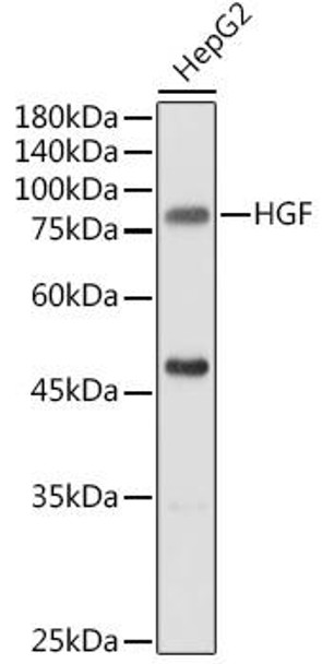 Anti-HGF Antibody (CAB1193)