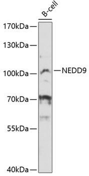 Anti-NEDD9 Antibody (CAB12010)