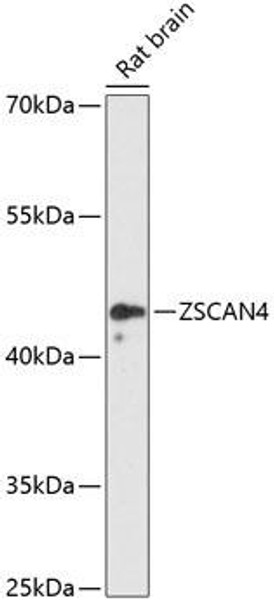 Anti-ZSCAN4 Antibody (CAB12016)