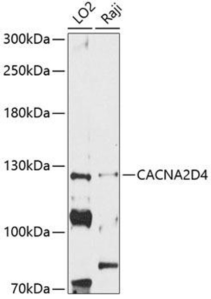 Anti-CACNA2D4 Antibody (CAB12287)