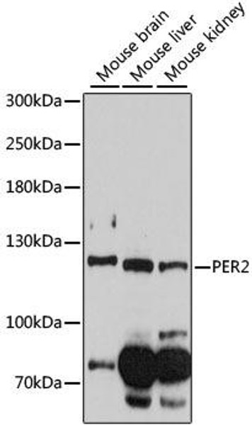 Anti-PER2 Antibody (CAB14080)