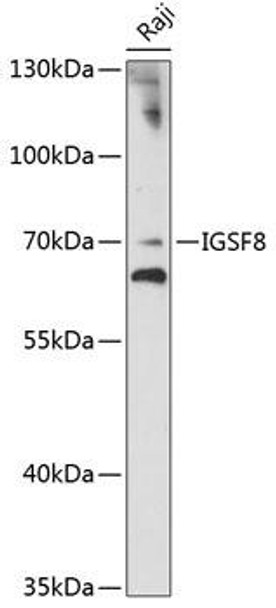 Anti-IGSF8 Antibody (CAB14297)