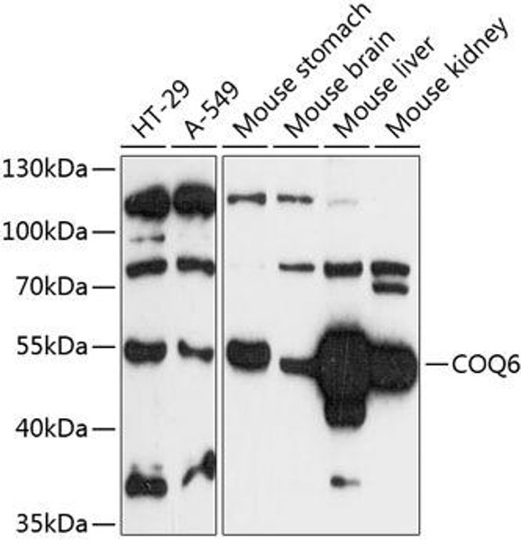 Anti-COQ6 Antibody (CAB14335)