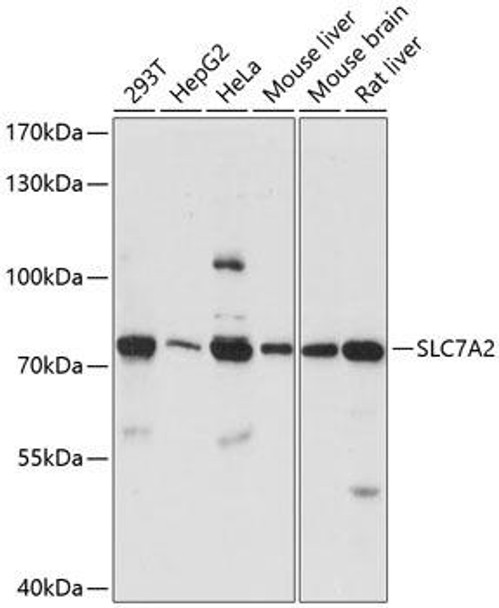 Anti-SLC7A2 Antibody (CAB14574)