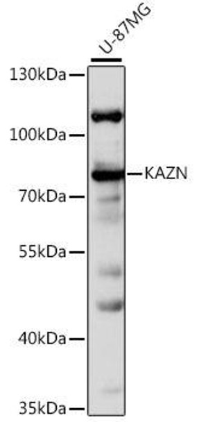 Anti-KAZN Antibody (CAB16028)