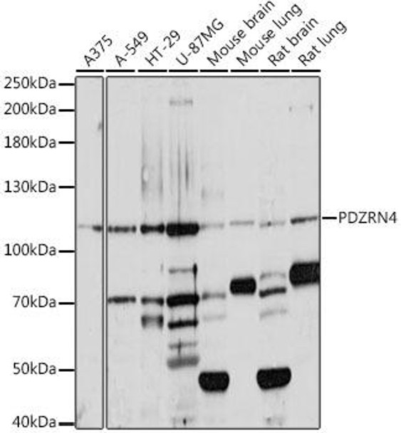 Anti-PDZRN4 Antibody (CAB16119)