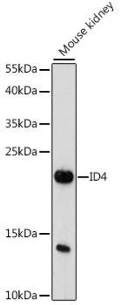 Anti-ID4 Antibody (CAB16229)