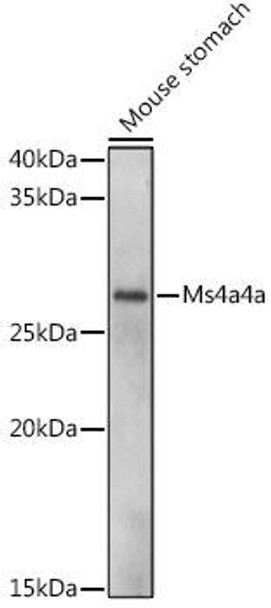 Anti-Ms4a4a Antibody (CAB18334)