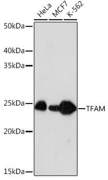 Anti-TFAM Antibody (CAB3173)