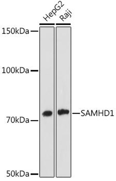 Anti-SAMHD1 Antibody (CAB4607)