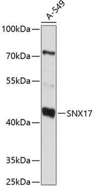 Anti-SNX17 Antibody (CAB10274)