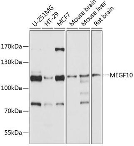 Anti-MEGF10 Antibody (CAB10508)