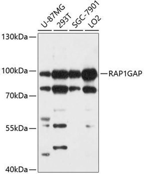 Anti-RAP1GAP Antibody (CAB10539)