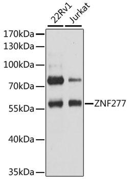 Anti-ZNF277 Antibody (CAB12825)