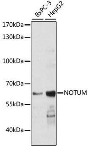 Anti-NOTUM Antibody (CAB16600)