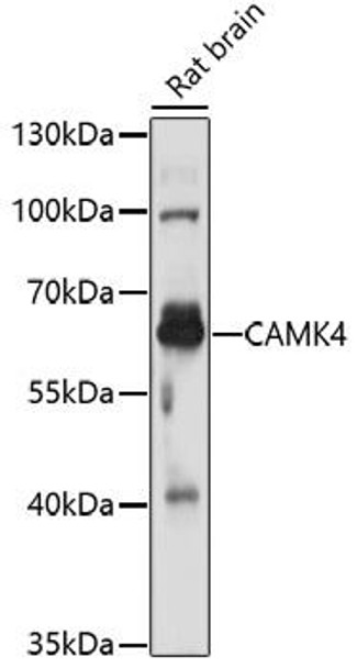 Anti-CAMK4 Antibody (CAB16787)