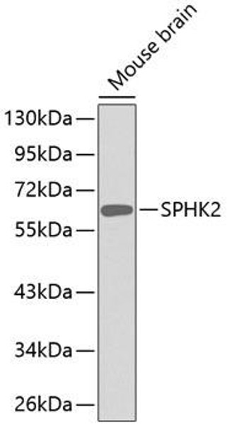 Anti-SPHK2 Antibody (CAB3204)