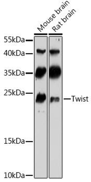 Anti-Twist Antibody (CAB3237)
