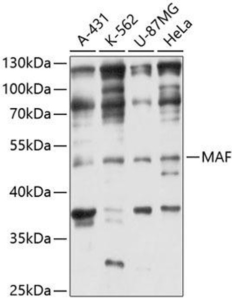 Anti-MAF Antibody (CAB3614)