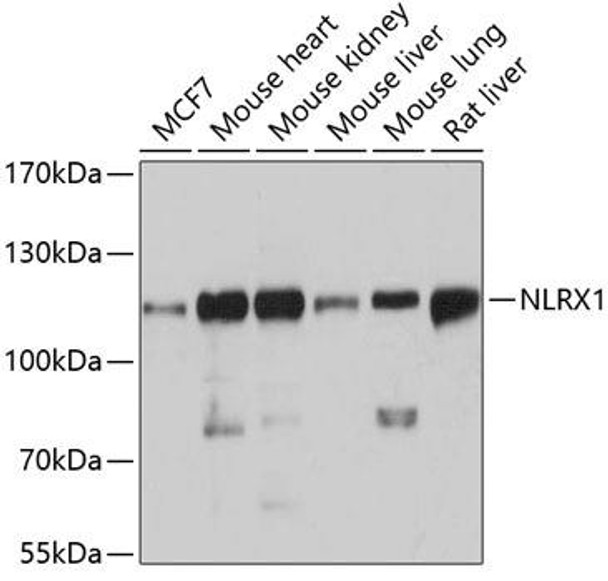 Anti-NLRX1 Antibody (CAB4976)