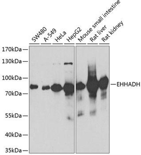 Anti-EHHADH Antibody (CAB5717)