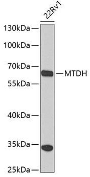Anti-MTDH Antibody (CAB5887)