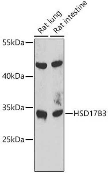 Anti-HSD17B3 Antibody (CAB7687)