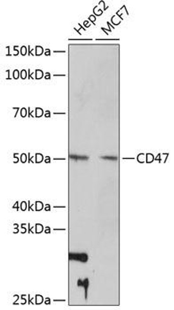 Anti-CD47[KO Validated] Antibody (CAB11382)
