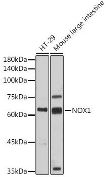 Anti-NOX1 Antibody (CAB17137)