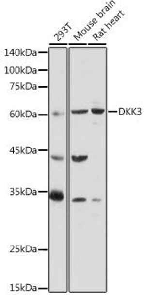 Anti-DKK3 Antibody (CAB17139)