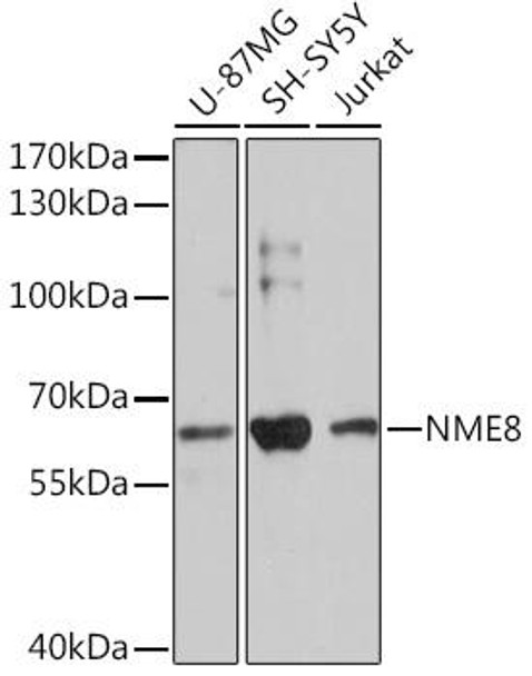 Anti-NME8 Antibody (CAB17153)