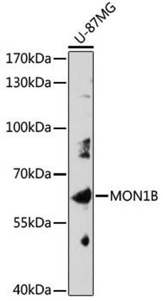 Anti-MON1B Antibody (CAB17640)