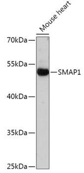 Anti-SMAP1 Antibody (CAB17750)