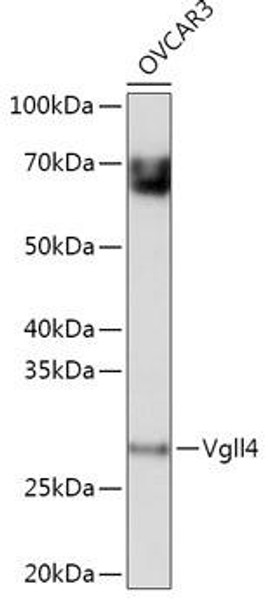 Anti-Vgll4 Antibody (CAB18248)