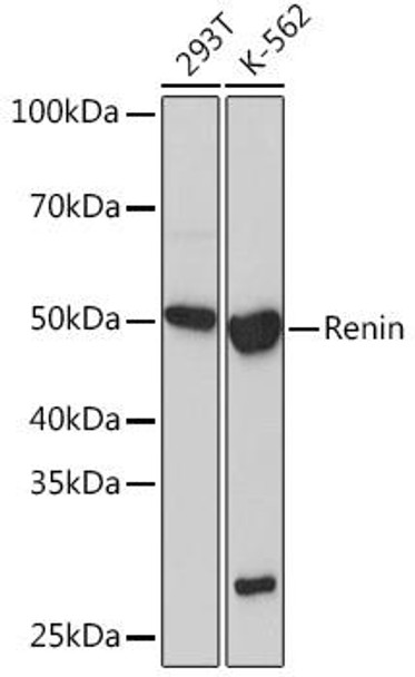 Anti-Renin Antibody (CAB5197)