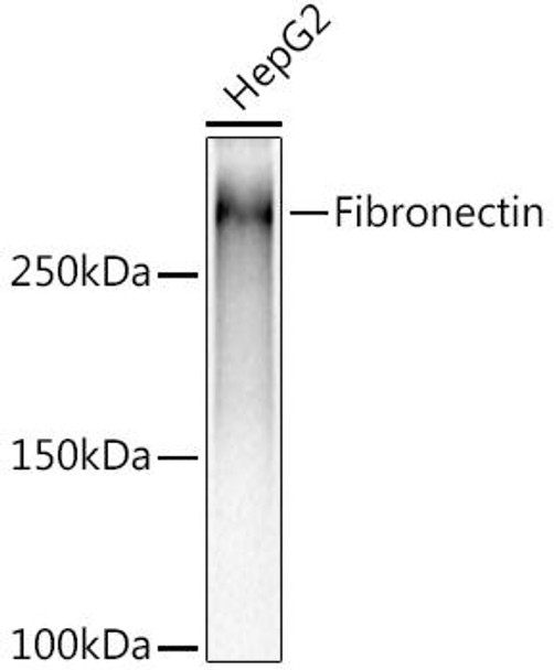 Anti-Fibronectin Antibody (CAB12977)