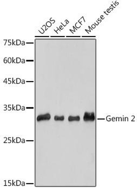 Anti-Gemin 2 Antibody (CAB19254)