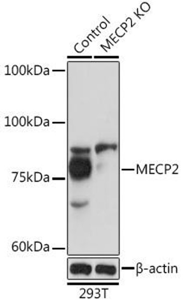 Anti-MECP2 Antibody (CAB0707)[KO Validated]