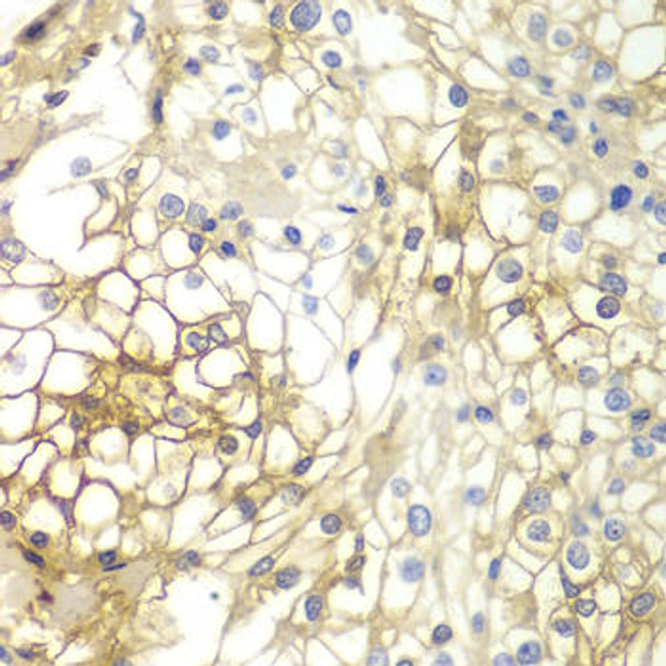 Anti-Syndecan-1/CD138 Antibody (CAB1235)
