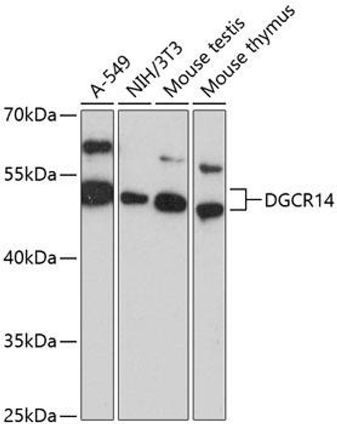Anti-DGCR14 Antibody (CAB13174)