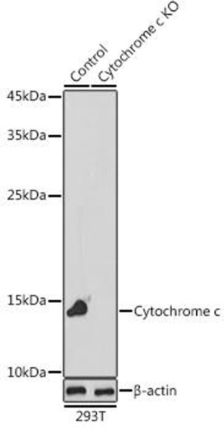 Anti-Cytochrome c Antibody (CAB13430)[KO Validated]