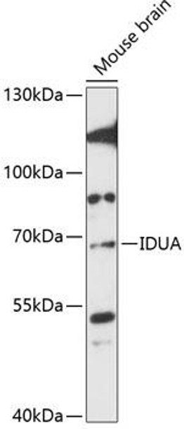 Anti-IDUA Antibody (CAB13779)
