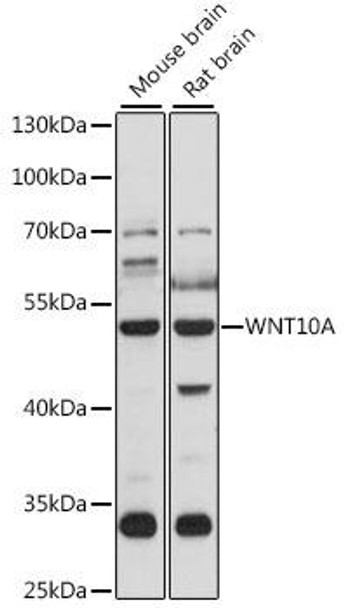 Anti-WNT10A Antibody (CAB15602)