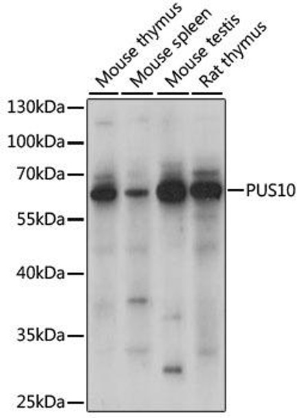 Anti-PUS10 Antibody (CAB15962)
