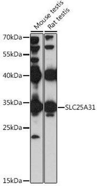 Anti-SLC25A31 Antibody (CAB16577)