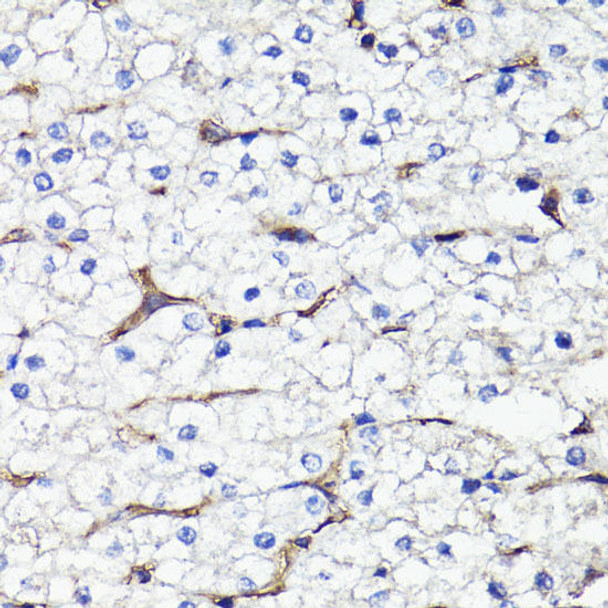 Anti-CD44 Antibody (CAB16807)