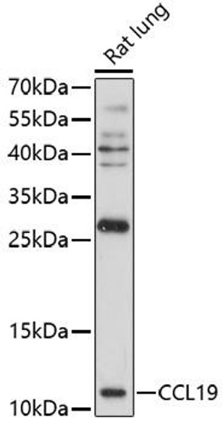 Anti-CCL19 Antibody (CAB16972)