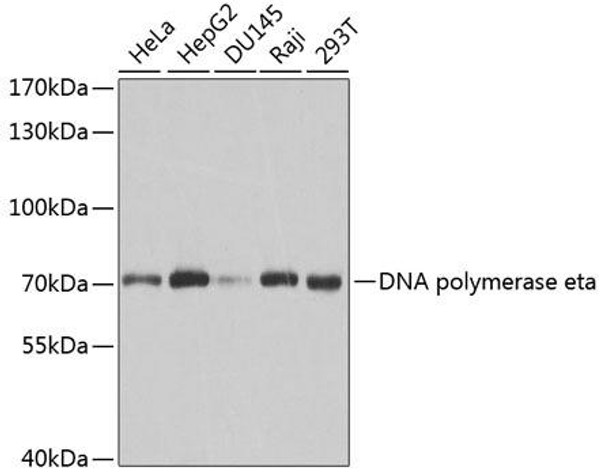 Anti-DNA polymerase eta Antibody (CAB1833)
