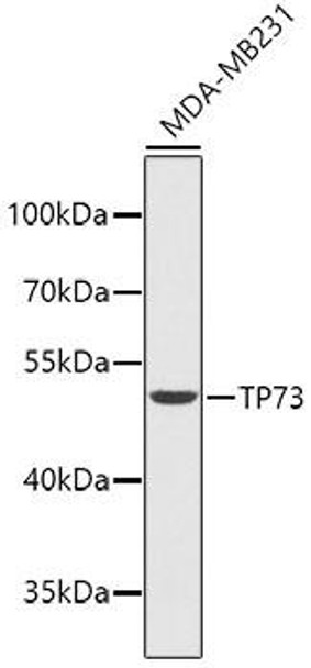 Anti-TP73 Antibody (CAB2781)