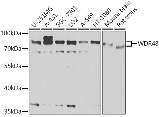 Anti-WDR48 Antibody (CAB6854)